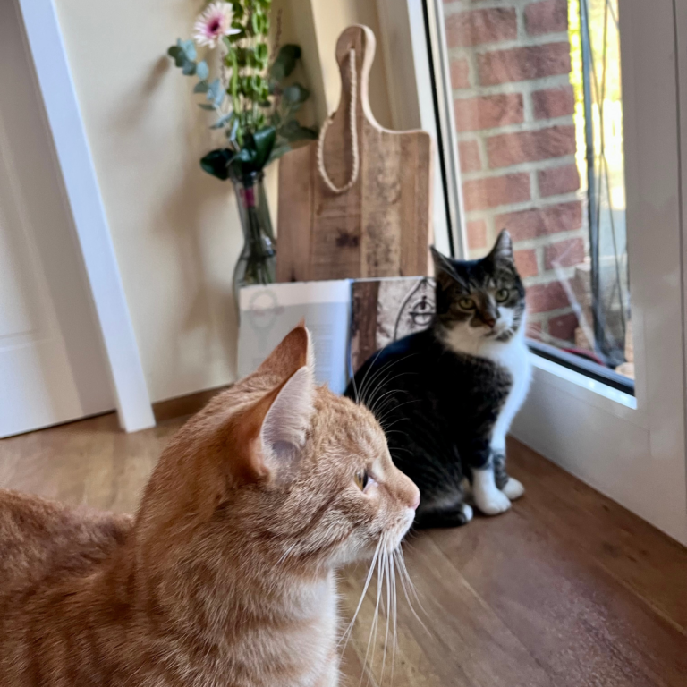 Montagsgeflüster: Kater Nilo orangefarben und Kater Carl schwarz-grau getigertes Fell mit weiß, sitzen neben einem Fenster.