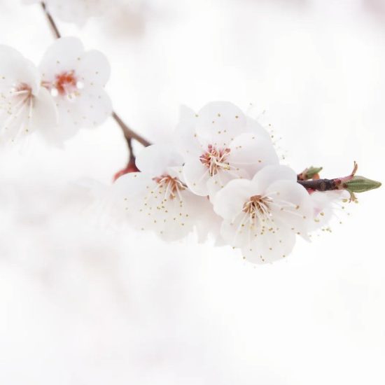 Zweige mit Kirschblüten und dem Schriftzug "Hanami" auf hellem Hintergrund