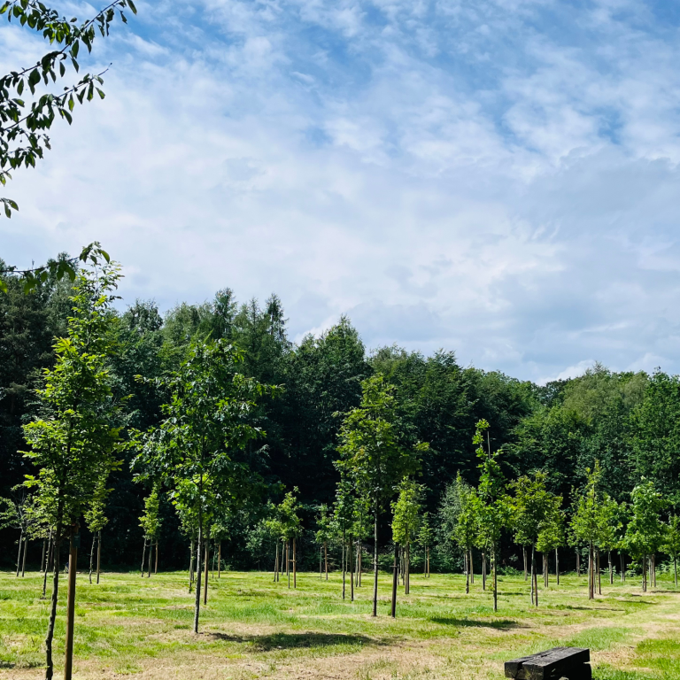 Eine Lichtung im Begräbniswald Herzebrock-Clarholz mit jungen Bäumen und einem blauen, leicht bewölkten Himmel im Hintergrund.